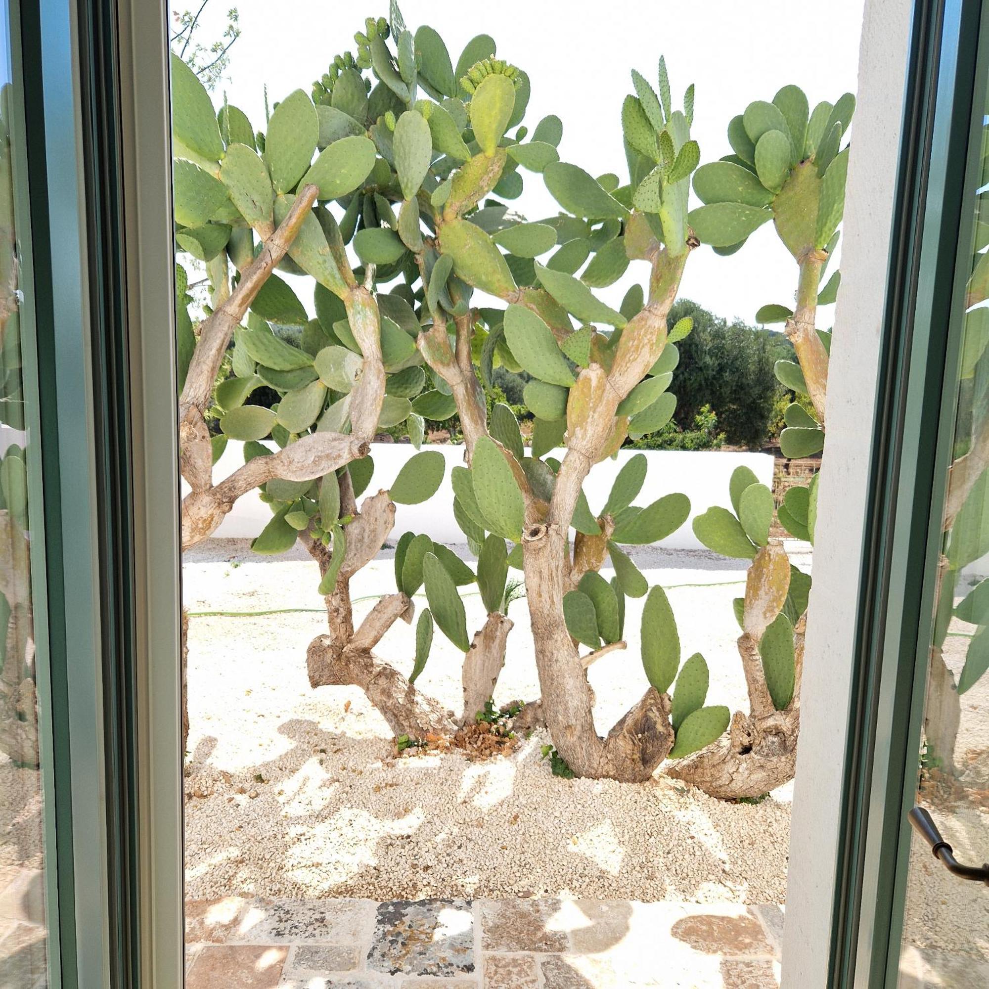 Masseria Paradiso אוסטוני מראה חיצוני תמונה