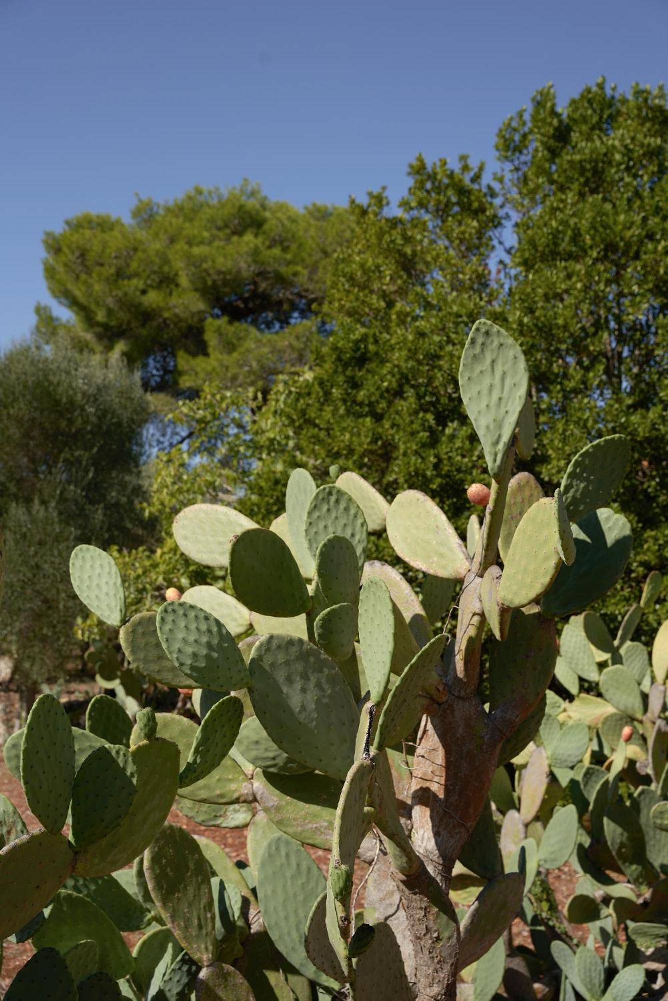 Masseria Paradiso אוסטוני מראה חיצוני תמונה